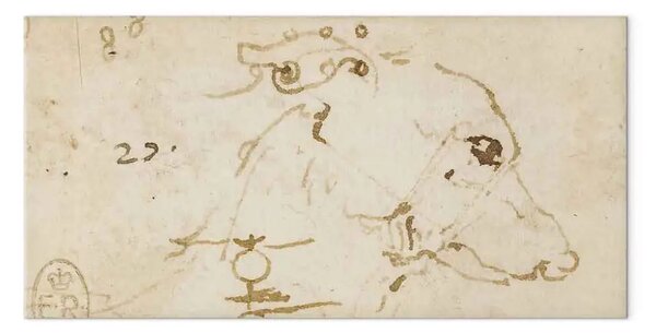 Riproduzione Leonardo da Vinci - Schizzo della testa di un cane