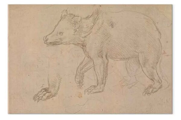 Riproduzione quadro Leonardo da Vinci - Schizzo di un orso