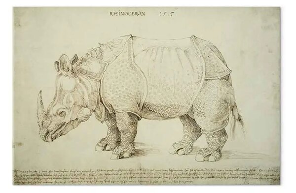 Riproduzione Albrecht Dürer - Rinoceronte