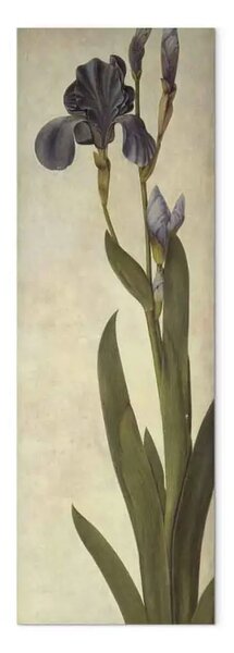 Riproduzione quadro Albrecht Dürer - Giglio