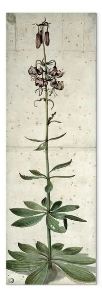 Riproduzione quadro Albrecht Dürer - Giglio martagone