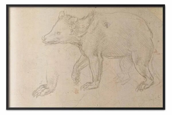 Poster: Leonardo da Vinci - Orso di Leonardo da Vinci