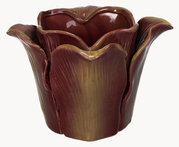 Portavaso Cabbage
