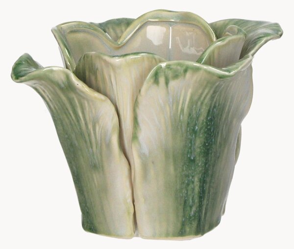 Portavaso Cabbage