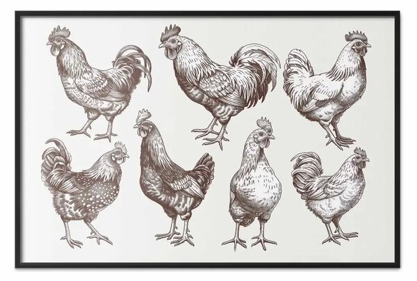 Poster: Galli e galline - schizzi artistici di pollame in stile classico