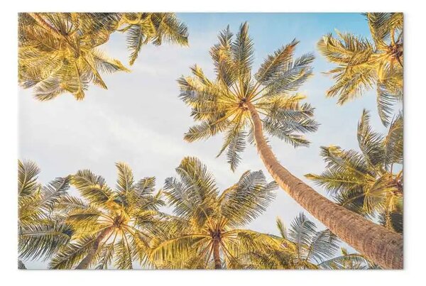 Quadro su tela Cime di palme - alberi tropicali contro un cielo luminoso