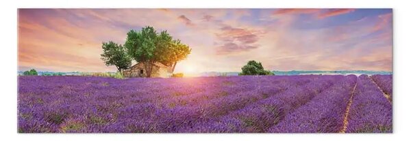 Quadro moderno Provenza - tramonto su vasti campi di lavanda e un cottage di campagna