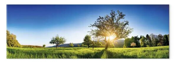 Quadro su tela Radura soleggiata - alberi da frutto contro un cielo azzurro all'alba