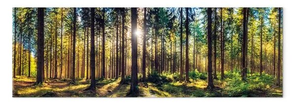 Quadro moderno Foresta luminosa - luce solare che filtra tra i rami