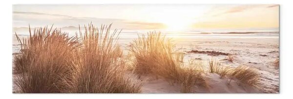 Quadro su tela Spiaggia sabbiosa - erbe sulle dune al tramonto