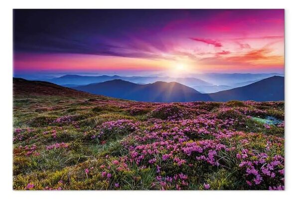 Quadro Tramonto viola - prati fioriti in montagna al tramonto