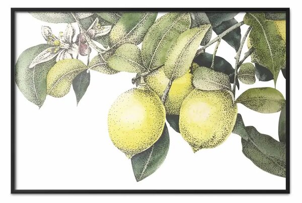 Poster: Giardino di limoni - frutti e foglie in acquerello