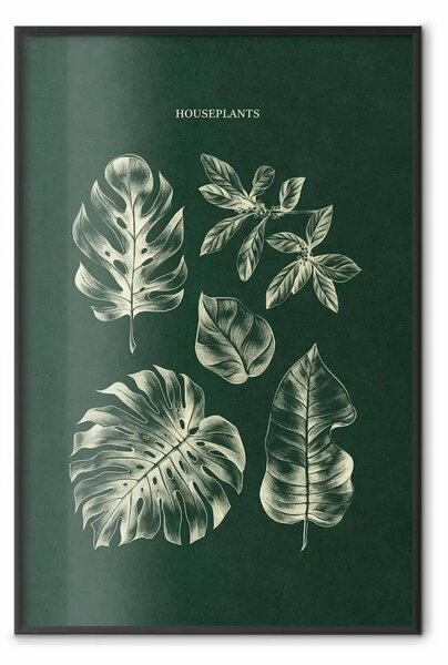 Poster: Piante da appartamento - illustrazione di piante in vaso