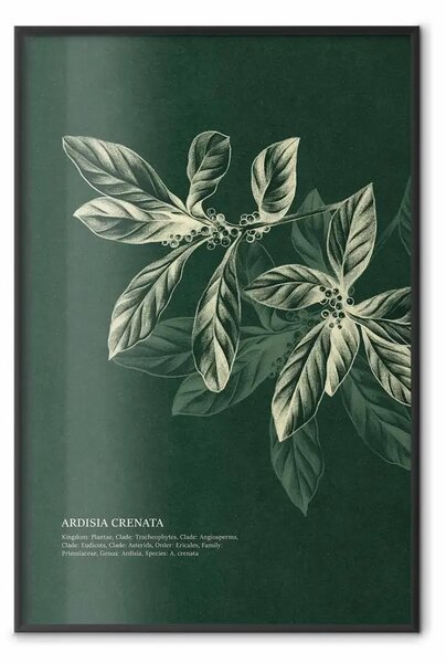 Poster: Ardisia crenata - illustrazione botanica di foglie su sfondo scuro