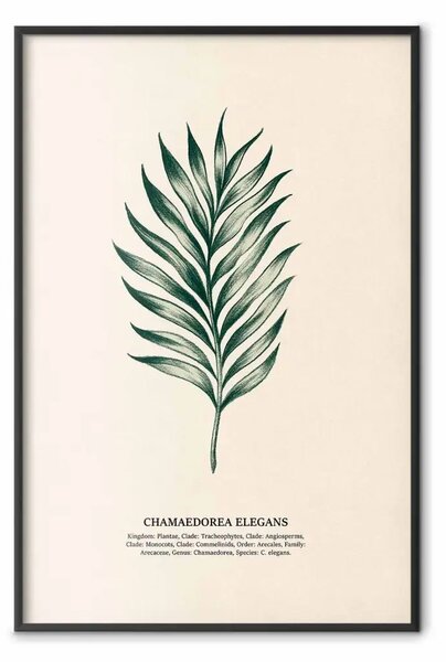 Poster: Chamaedorea elegans - illustrazione botanica con classificazione