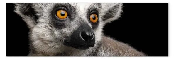 Quadro moderno Dolcissimo lemure - piccolo animale esotico con uno sguardo acuto