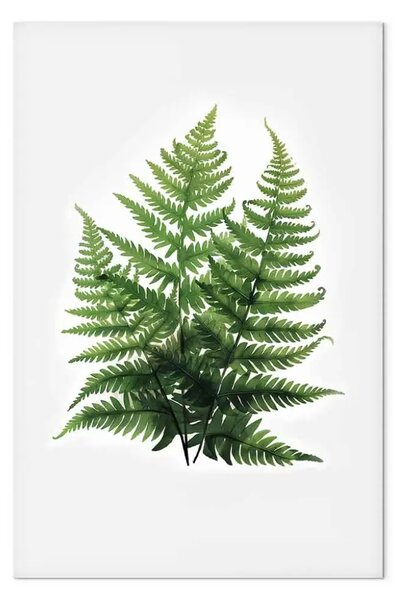 Quadro moderno Verde delle felci su sfondo bianco - narrazione minimalista della natura