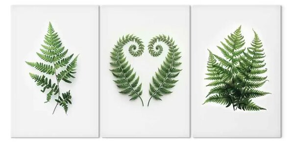 Quadro contemporaneo Bellezza naturale - verde calmante delle felci su sfondo bianco
