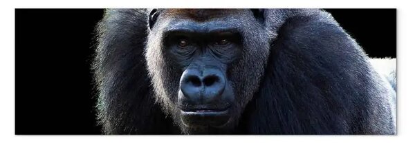 Quadro Gorilla adulto - grande animale