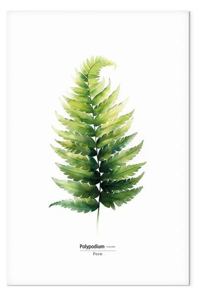 Quadro Delicata felce - ritratto minimalista di una pianta su sfondo bianco