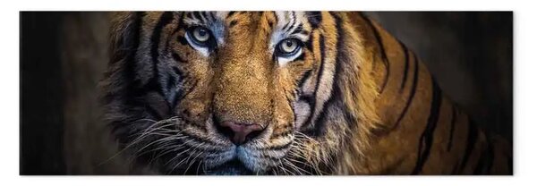 Quadro Bellissima tigre - animale esotico con pelliccia rossastra