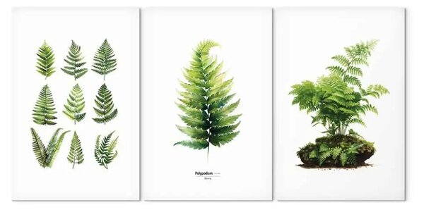 Quadro contemporaneo Verde succoso - felci in tre varianti su sfondo bianco