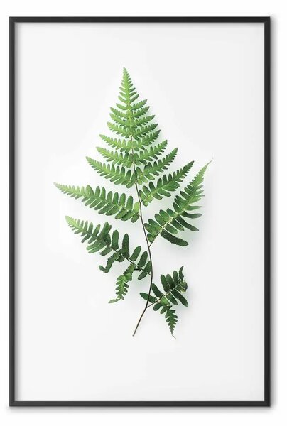 Poster: Natura della felce - pianta delicata su sfondo bianco