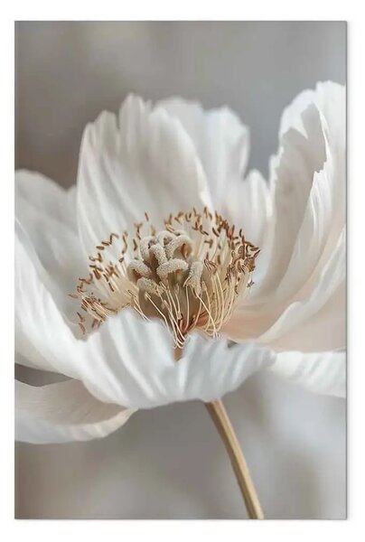 Quadro contemporaneo Dettagli sottili della natura - delicata bellezza di un fiore bianco in primo piano