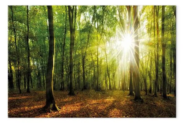 Quadro moderno Bosco e sole - alberi alti con raggi di sole che filtrano