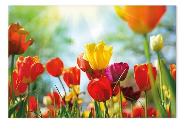 Quadro Potere dei fiori largo - tulipani colorati