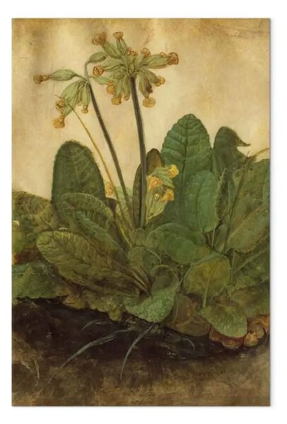 Riproduzione quadro Albrecht Dürer - Primula