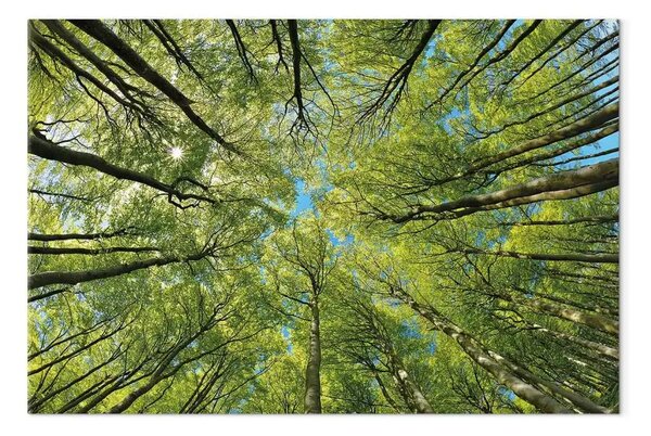 Quadro Mondo verde della foresta - vista sulle cime degli alberi in piena fioritura