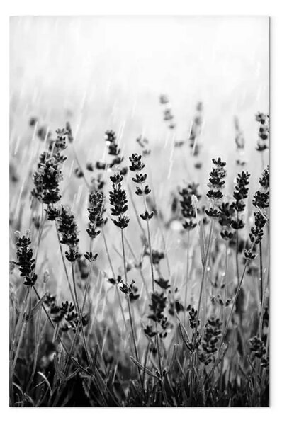 Quadro Lavanda fiorita - Foto in bianco-nera di un prato con fiori di lavanda