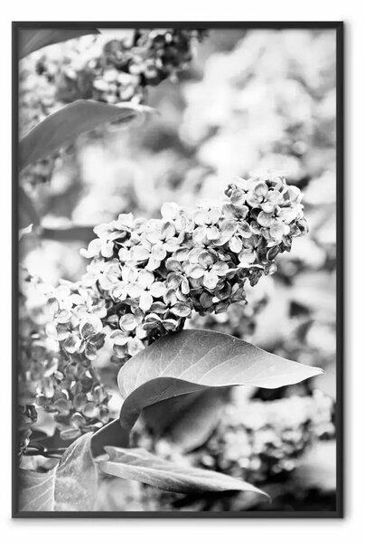 Poster: Bez monocromatico - fiore di sambuco in bianco e nero