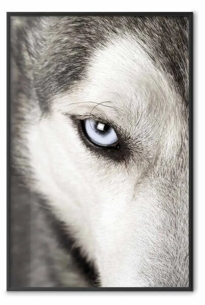 Poster: Sguardo del cane - volto di cane in bianco e nero