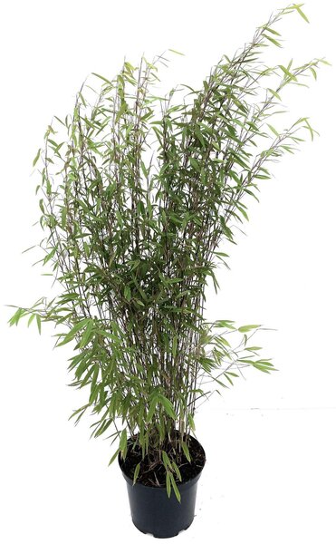 Bambù Fargesia nitida 'Black Pearl' vaso da 7,5 litri, altezza 80 - 100 cm
