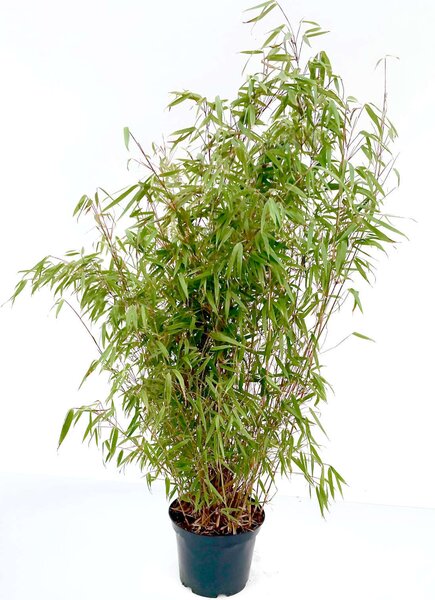 Bambù Fargesia rufa, vaso da 7,5 litri, altezza 80–100 cm