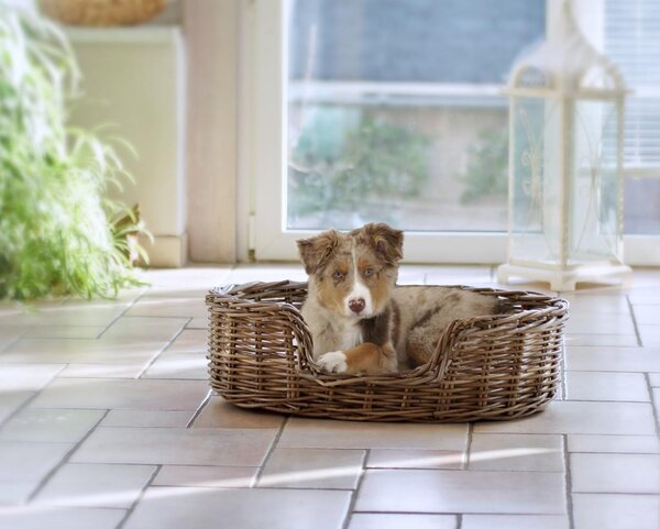 Letto per cani Silvio Design, modello Strolchi S