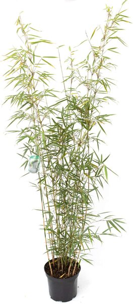 Bambù Fargesia robusta Campbell Vaso da 7,5 litri, 100 - 125 cm