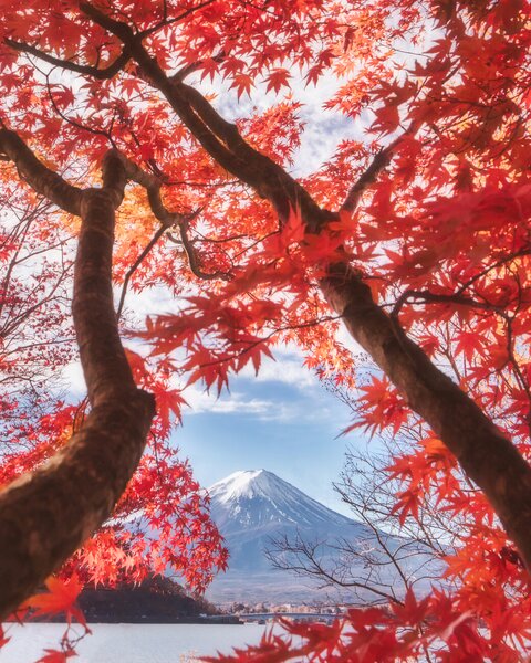 Fotografia artistica Mt fuji is in the autumn leaves, Makiko Samejima, (30 x 40 cm)