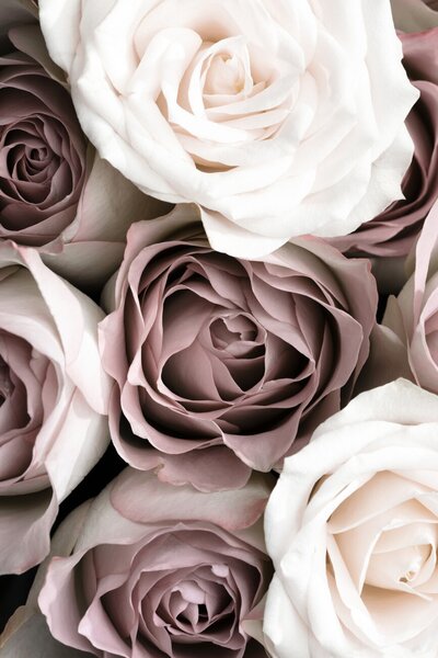 Fotografia artistica Roses, Studio Collection, (26.7 x 40 cm)