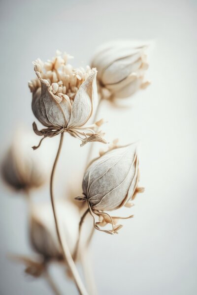 Fotografia artistica Beige Felt Flowers, Treechild, (26.7 x 40 cm)