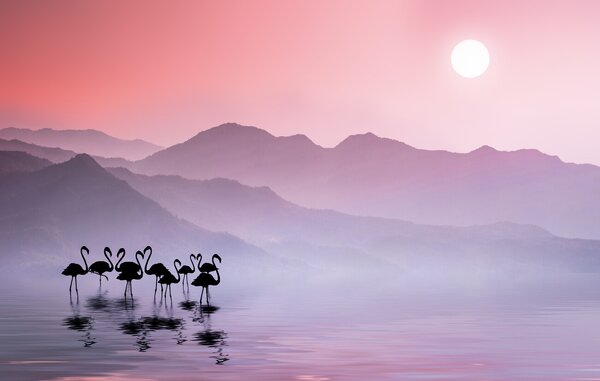 Fotografia artistica Flamingos Sunset, Bess Hamiti, (40 x 24.6 cm)