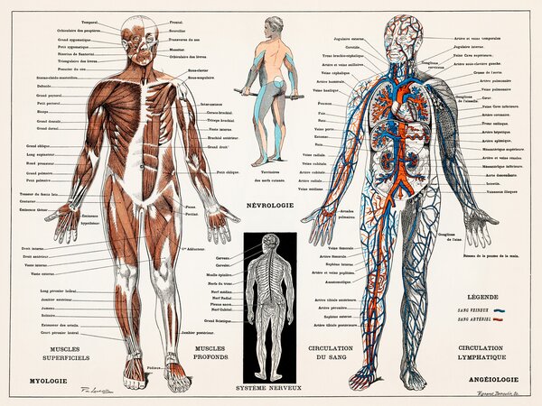 Illustrazione Antique Illustration of the Human Nervous Muscular System, (40 x 30 cm)