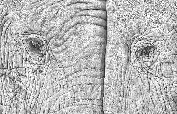 Fotografia artistica Close-up of two elephants standing face to face, juanluis_duran, (40 x 26.7 cm)