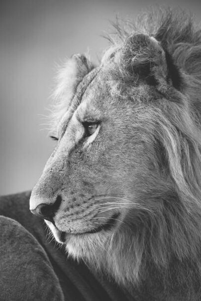 Fotografia artistica Mono close-up of male lion looking left, nicholas_dale, (26.7 x 40 cm)