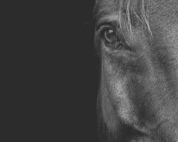 Fotografia artistica Horse, Horse & Hound Fine Art Photography, (40 x 30 cm)