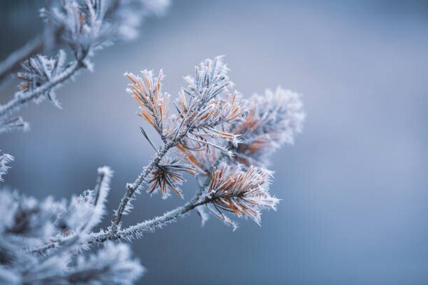 Fotografia artistica Autumn - frosty pine needles, Baac3nes, (40 x 26.7 cm)