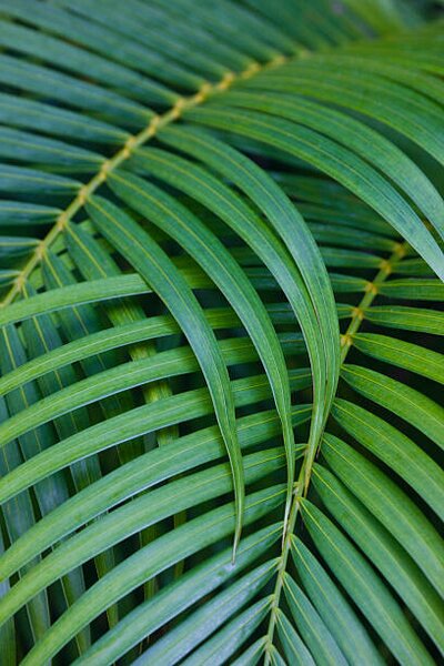 Fotografia artistica Tropical Coconut Palm Leaves, Darrell Gulin, (26.7 x 40 cm)