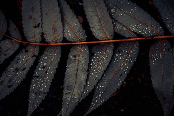 Fotografia artistica Leaf of Staghorn sumac close-up, Westend61, (40 x 26.7 cm)